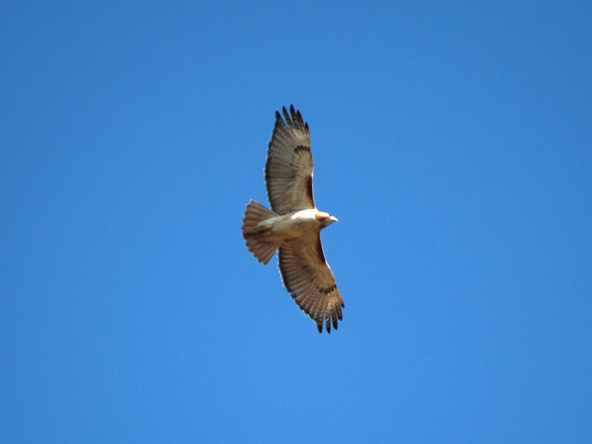Red-tailed Hawk - Claire Thomas