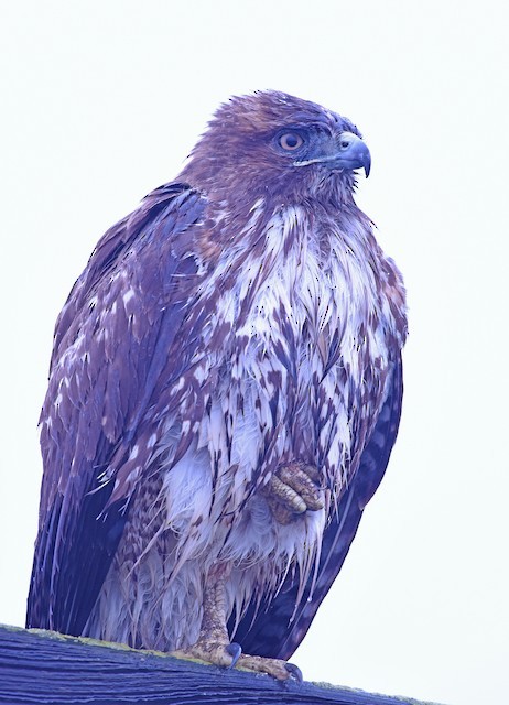 Red-tailed Hawk (calurus/alascensis) - ML134495381