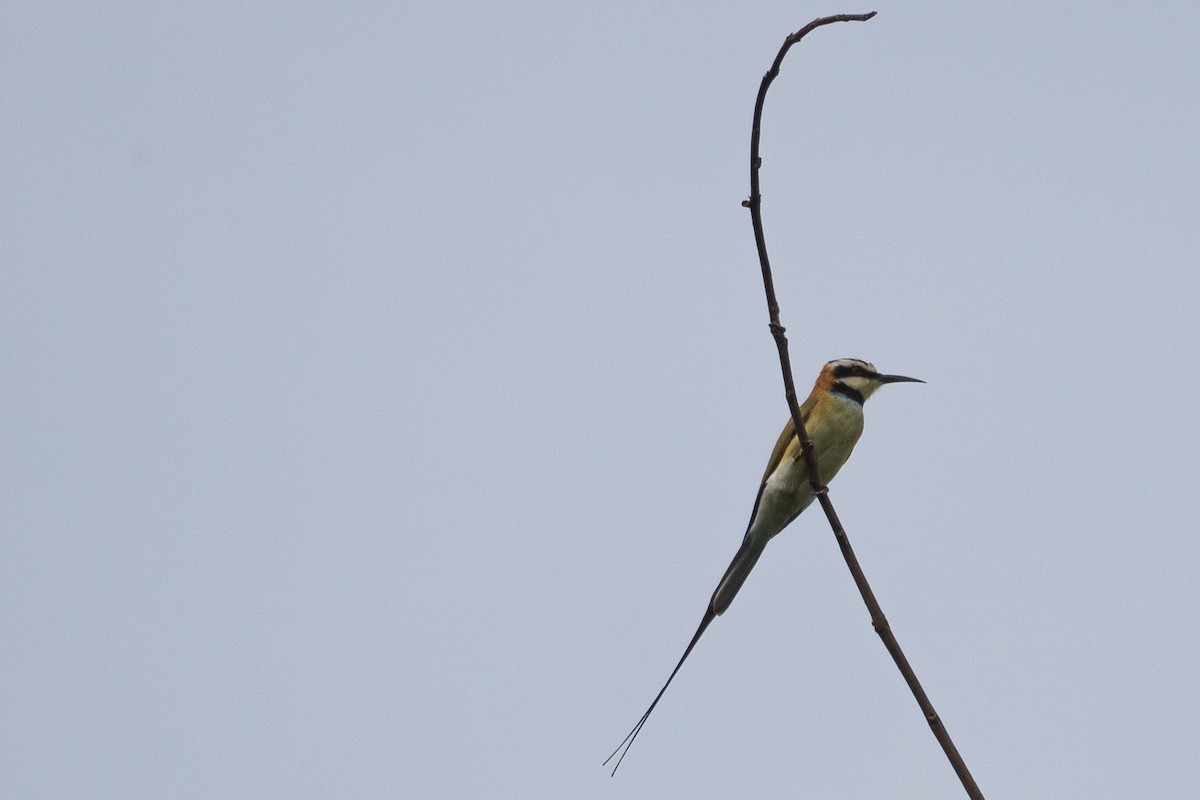 White-throated Bee-eater - Randall Siebert