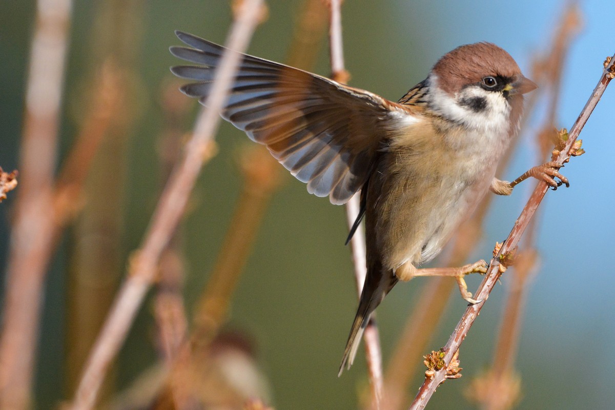 Eurasian Tree Sparrow - Daniel Meeker