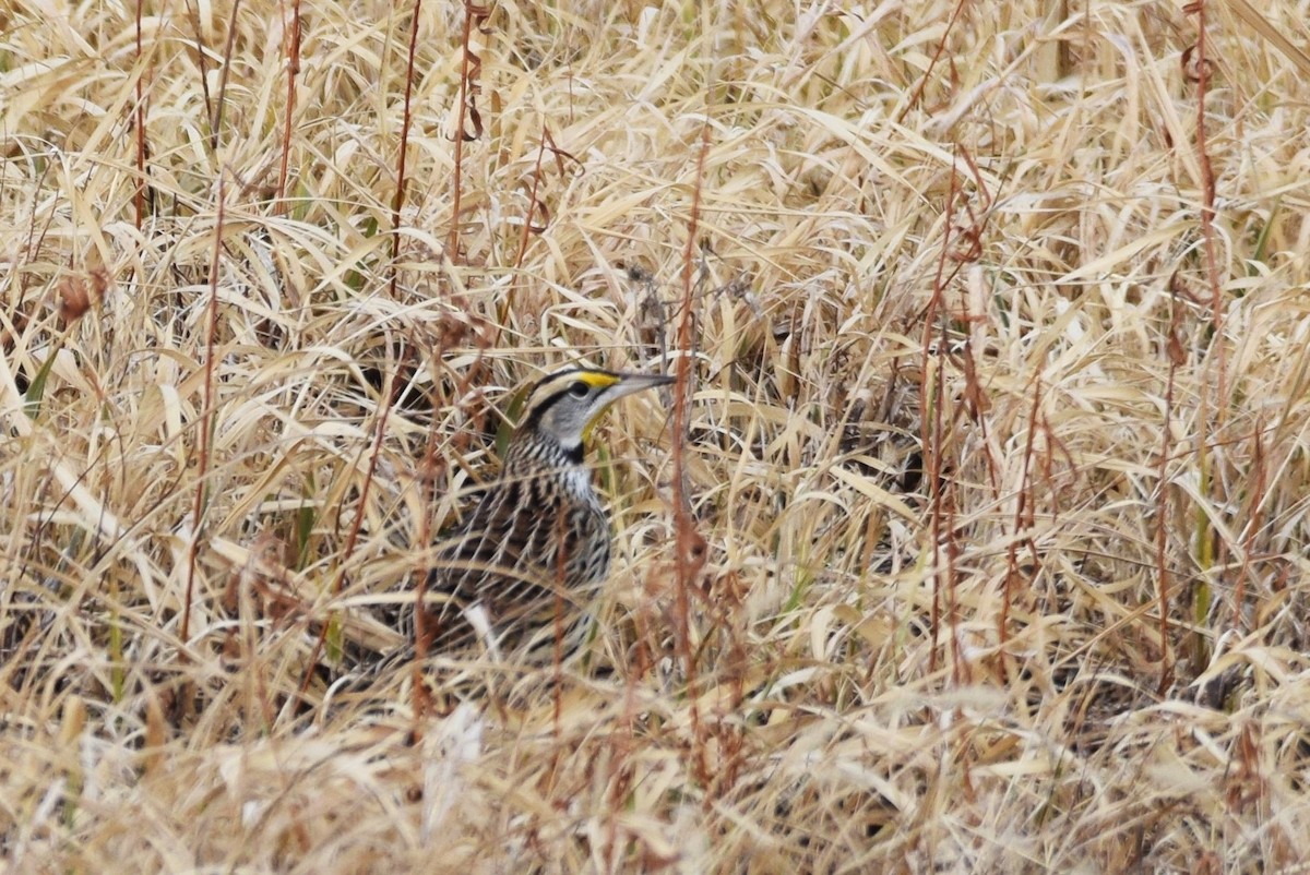 Eastern Meadowlark - irina shulgina