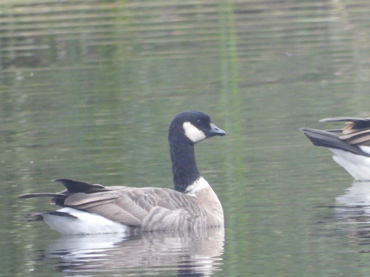 Cackling Goose (Aleutian) - ML134500621