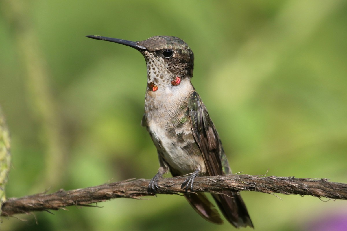 Ruby-throated Hummingbird - Gil Ewing