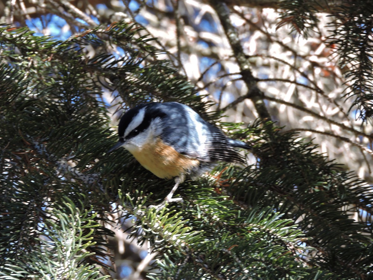 Red-breasted Nuthatch - ML134503111