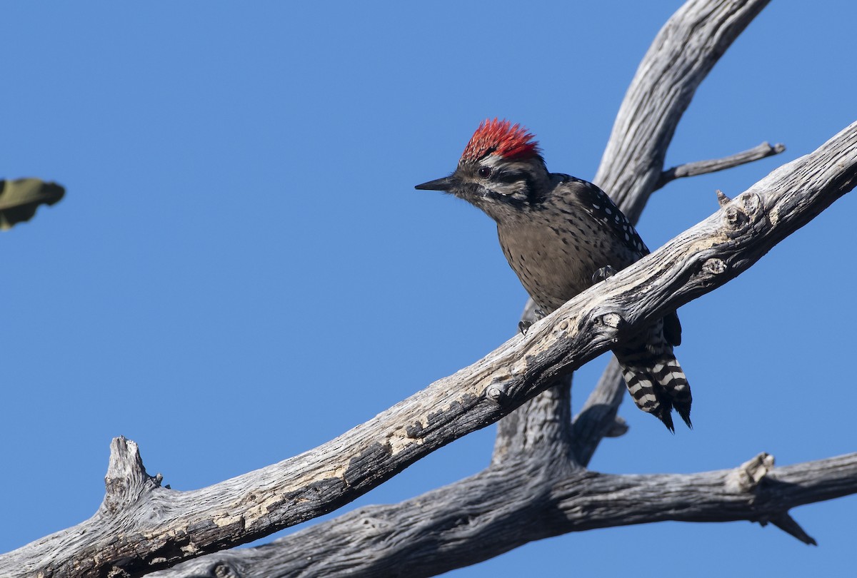 Ladder-backed Woodpecker - Marky Mutchler
