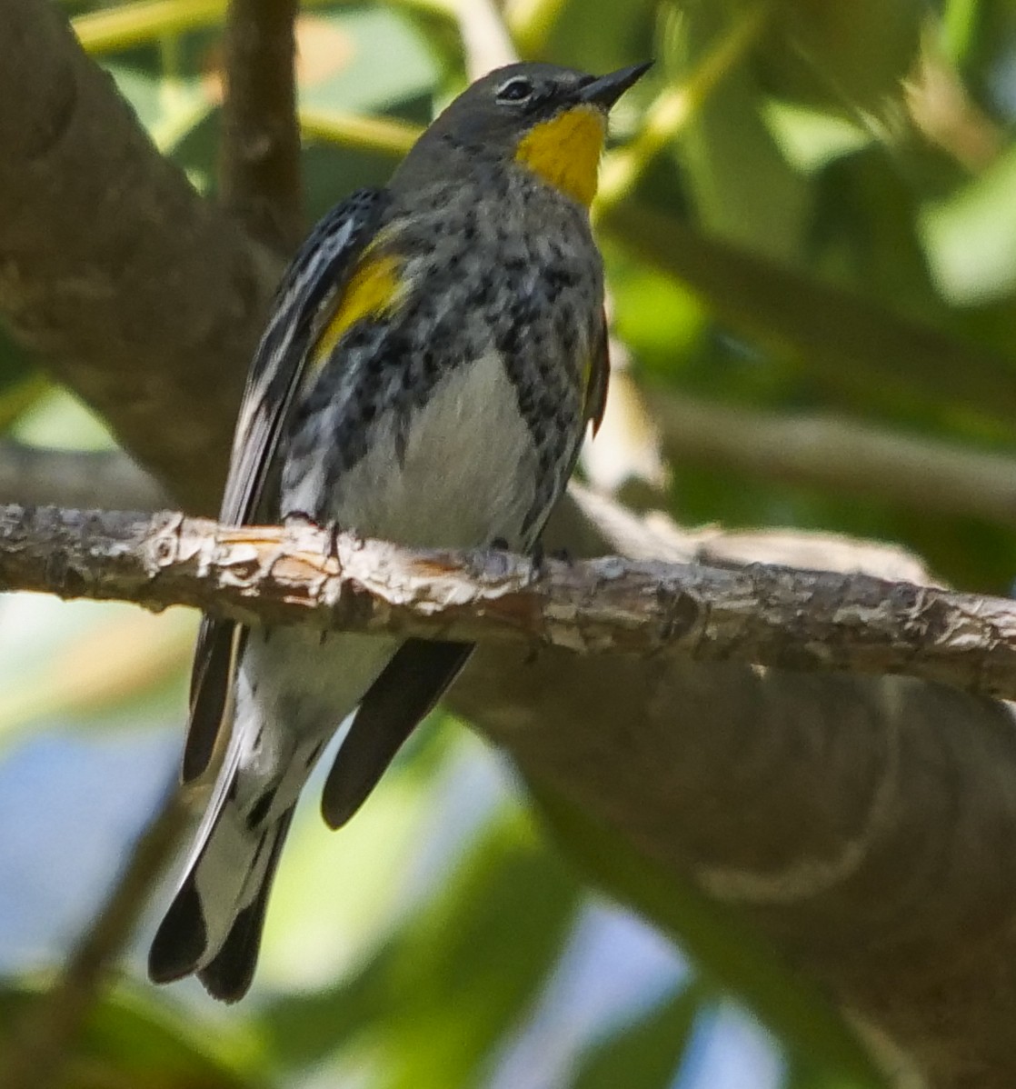 Yellow-rumped Warbler (Audubon's) - ML134505631