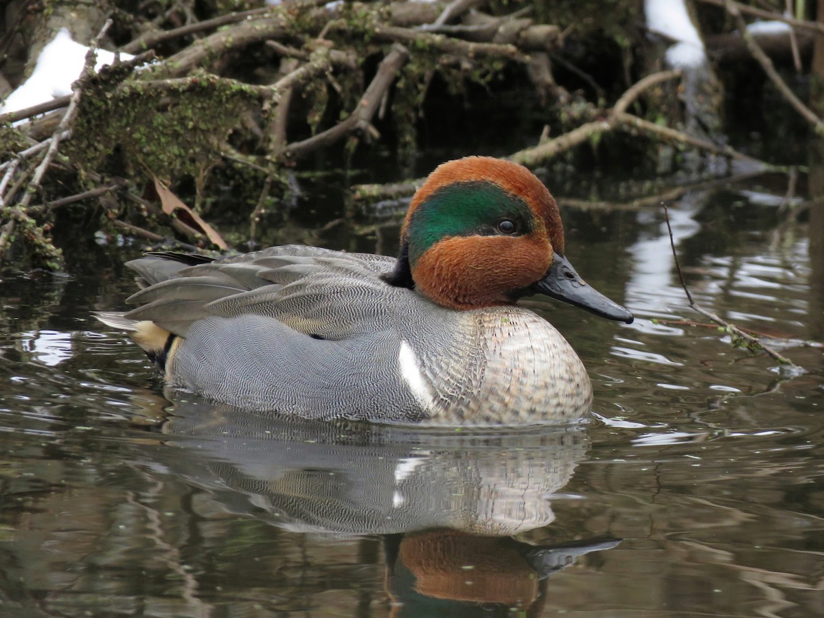 Green-winged Teal - ML134505941