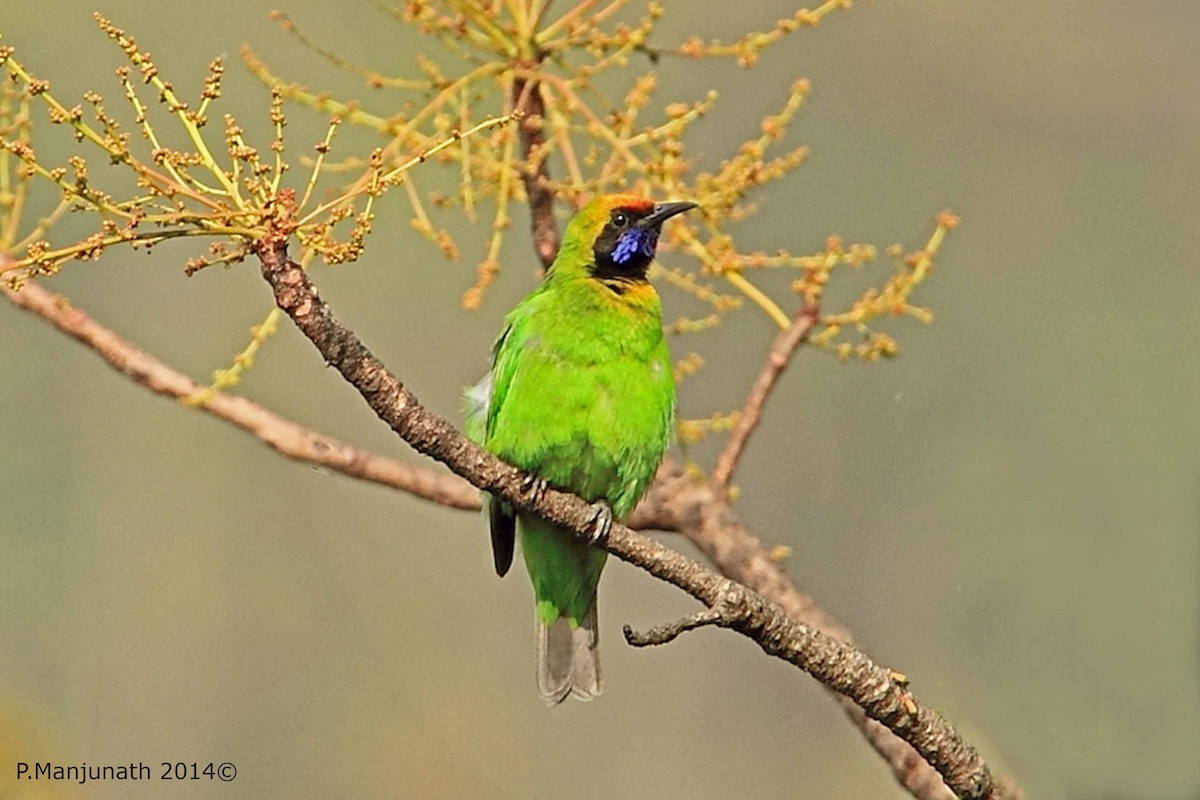 Golden-fronted Leafbird - Prabhakar Manjunath