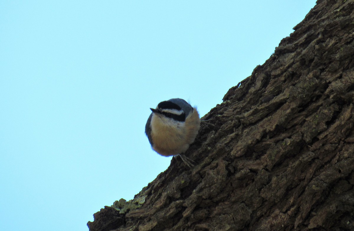 Red-breasted Nuthatch - Matt Johnson