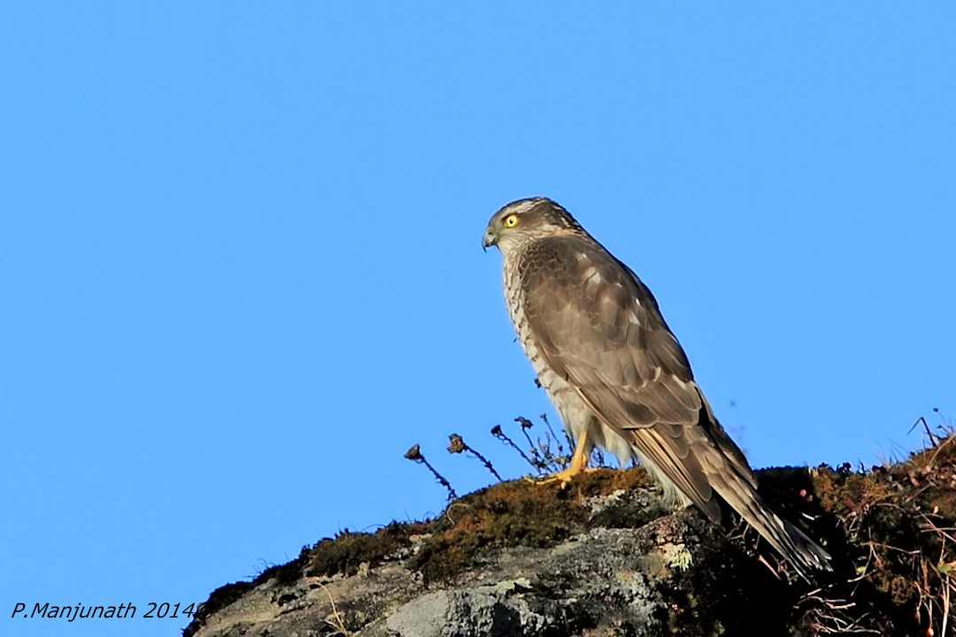 Eurasian Sparrowhawk - ML134508331