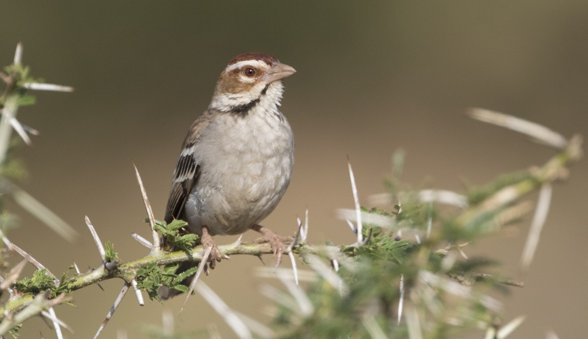 Chestnut-crowned Sparrow-Weaver - Zak Pohlen