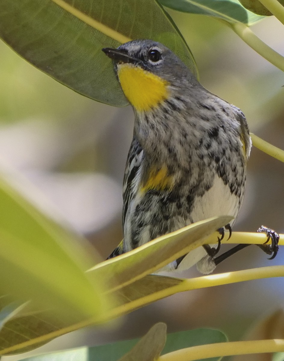Yellow-rumped Warbler (Audubon's) - ML134511861