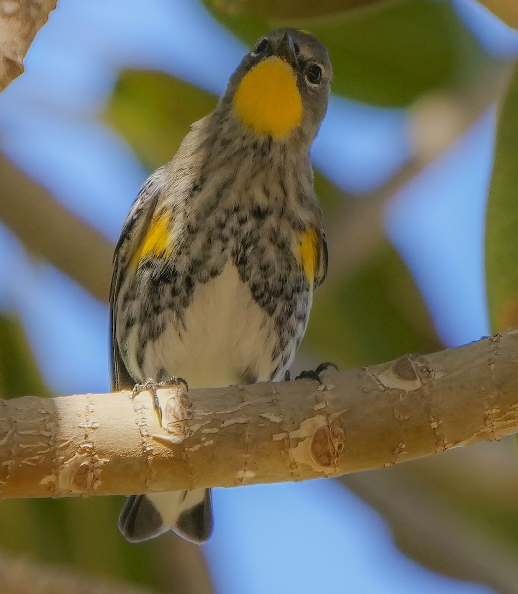 Yellow-rumped Warbler (Audubon's) - ML134512321