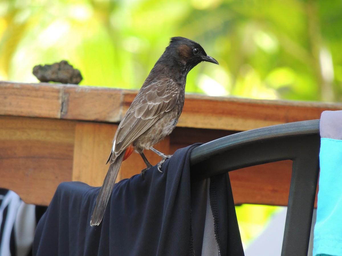 Red-vented Bulbul - ML134513931