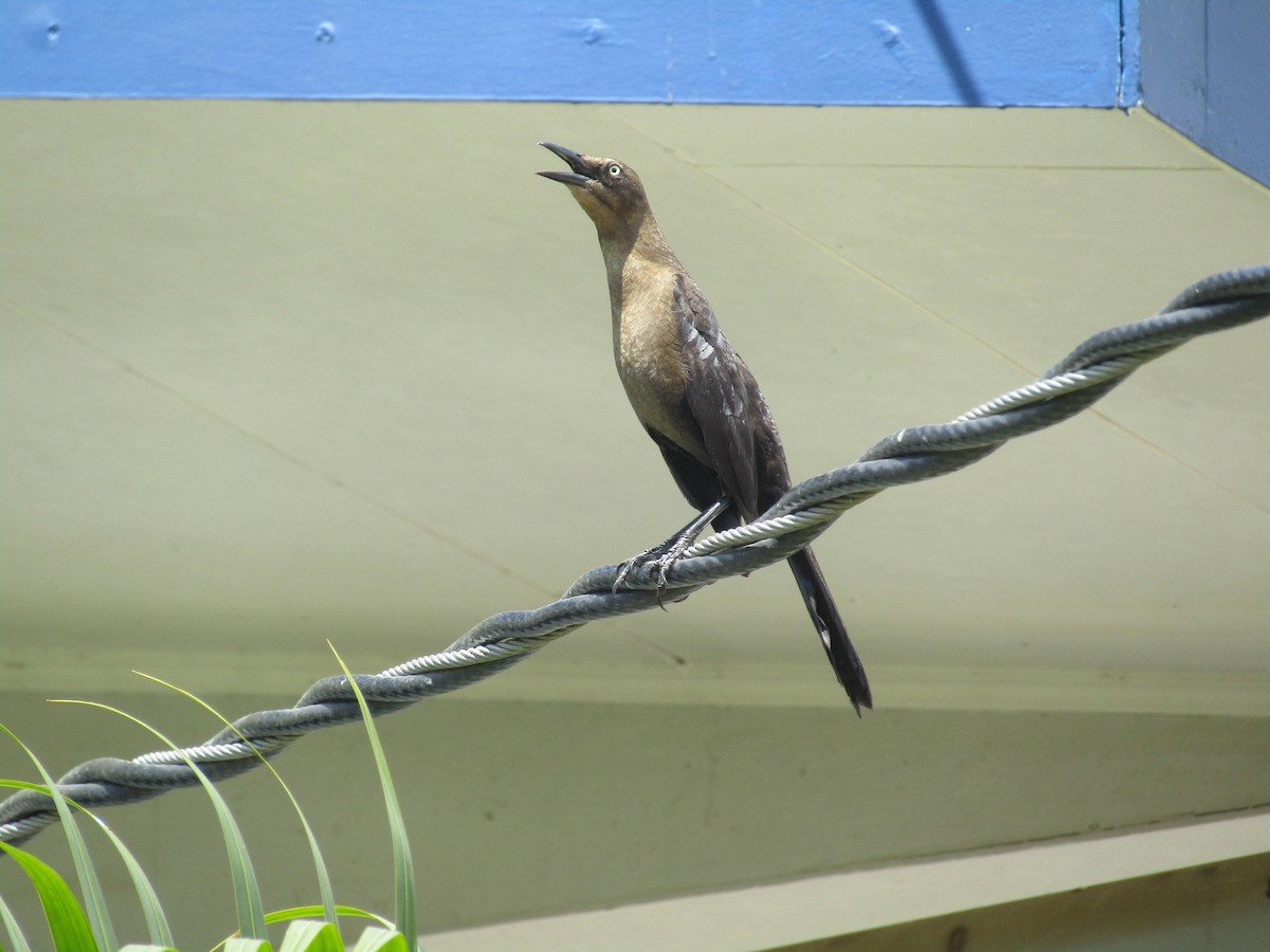 Great-tailed Grackle - ML134517431