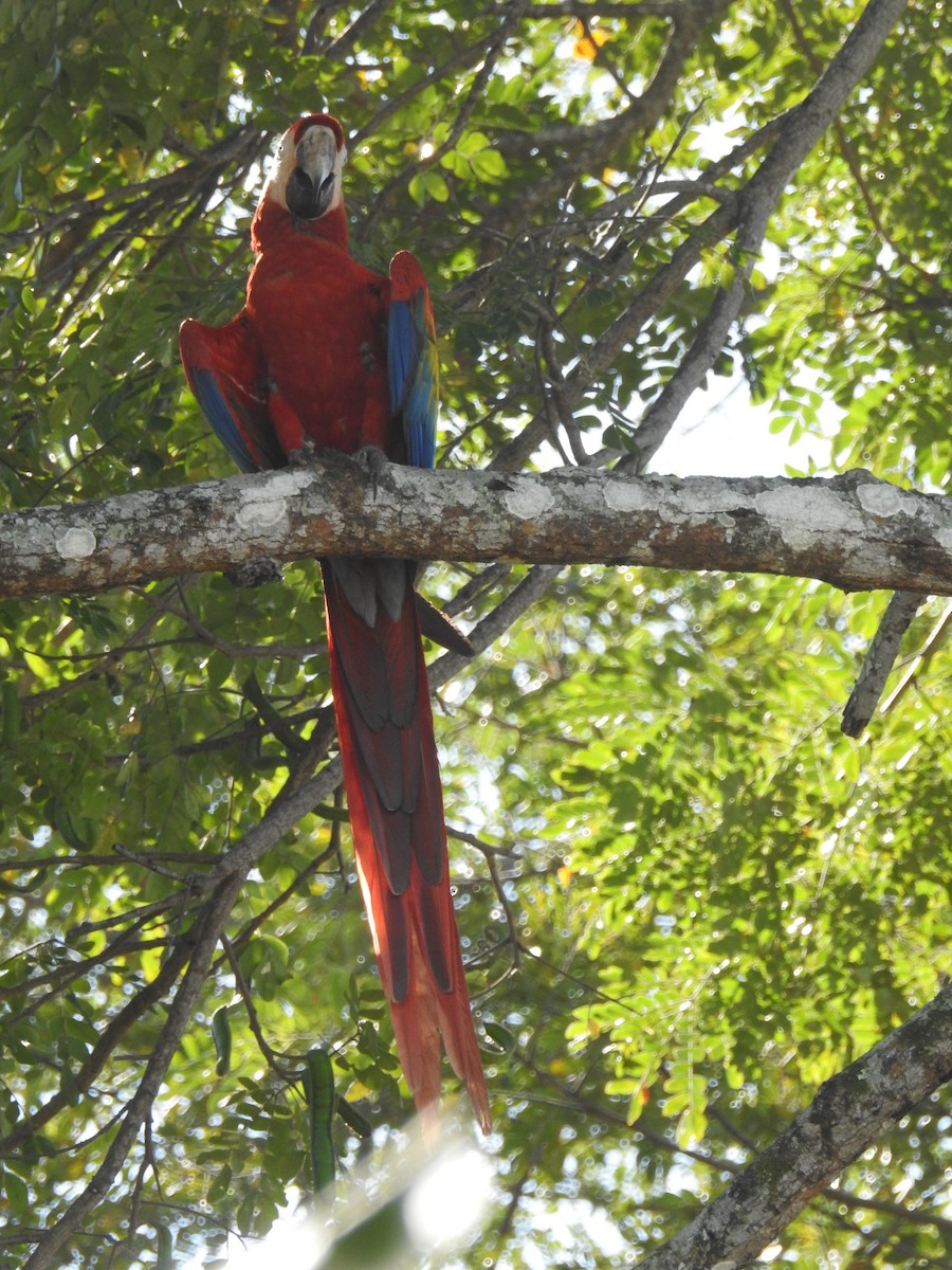 Scarlet Macaw - ML134518161