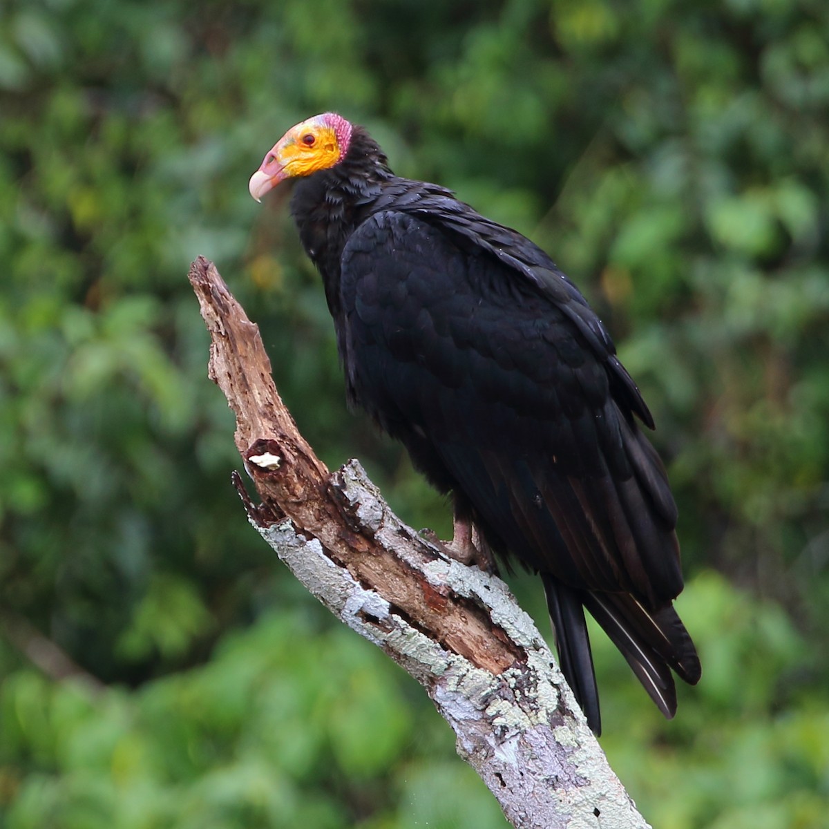 Greater Yellow-headed Vulture - ML134524391