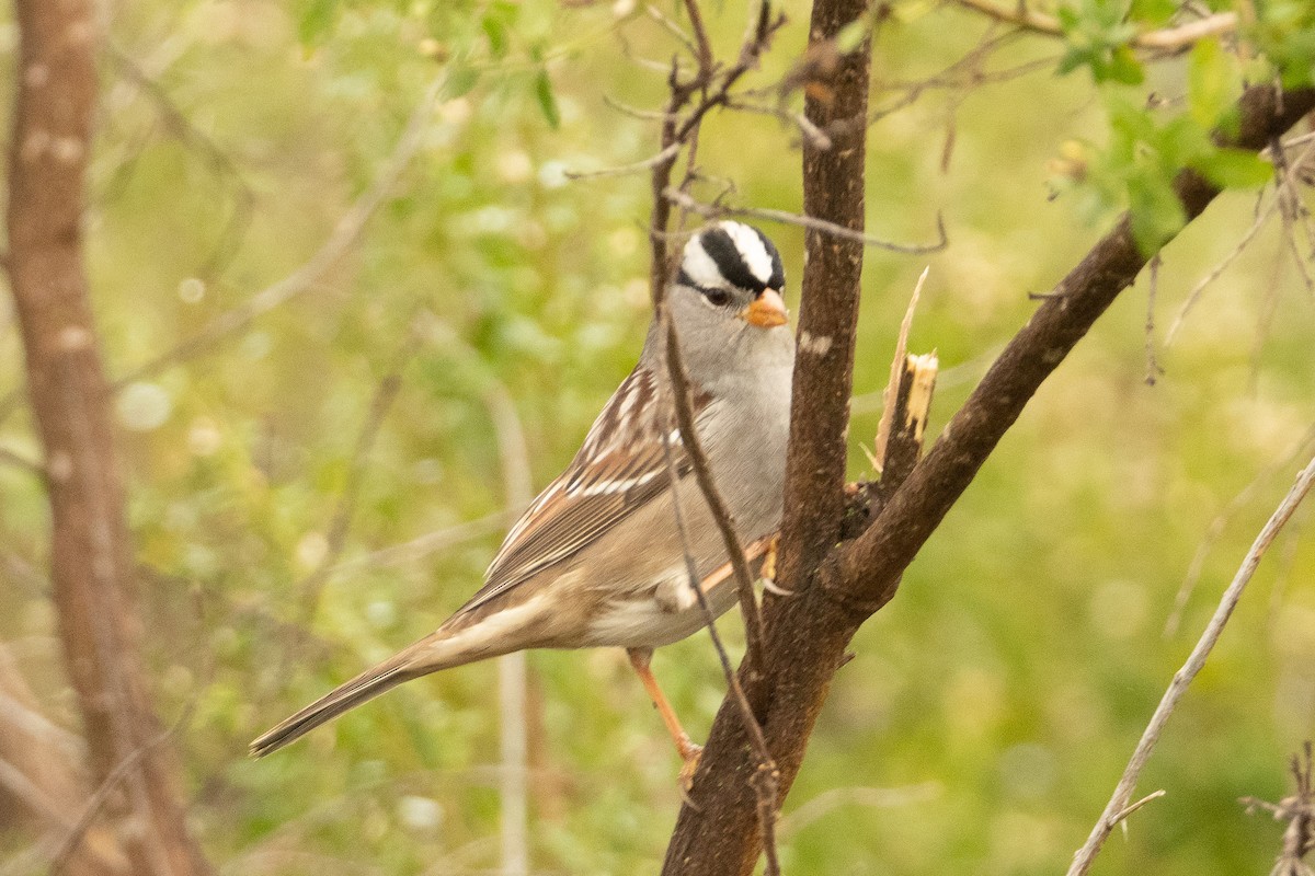 White-crowned Sparrow - Ross Henderson-McBean