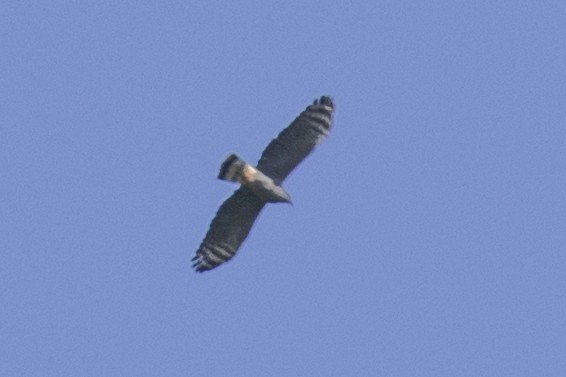 Gray-headed Kite - ML134525501