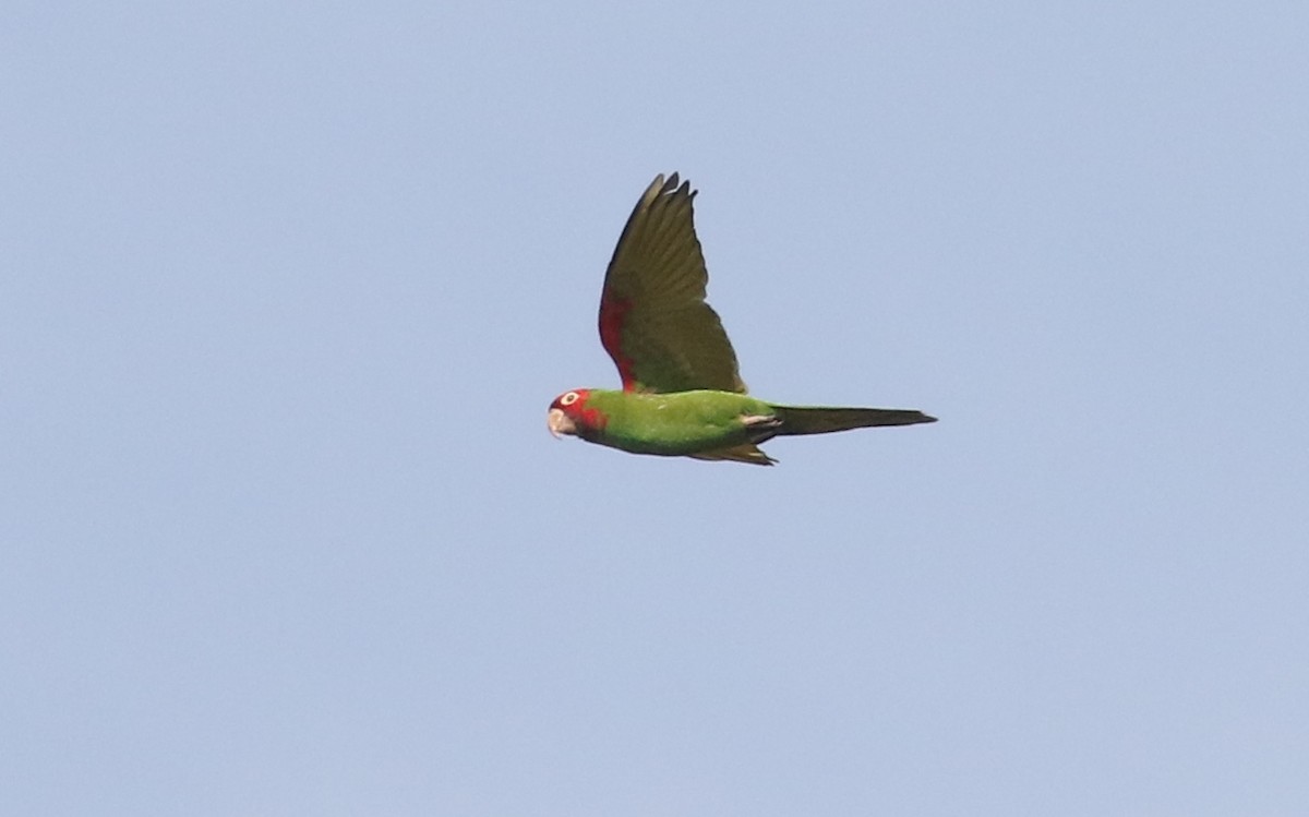 Red-masked Parakeet - James Bailey 🐦