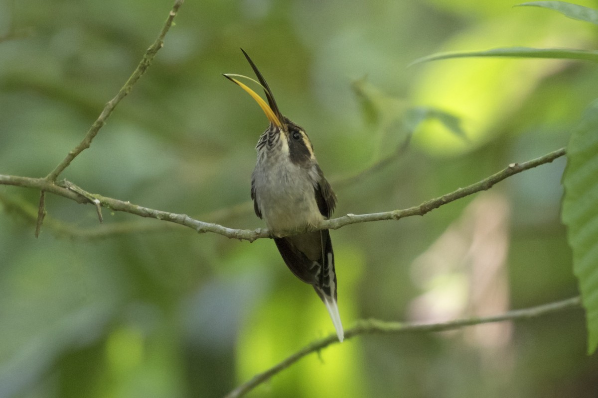 Scale-throated Hermit - ML134526581