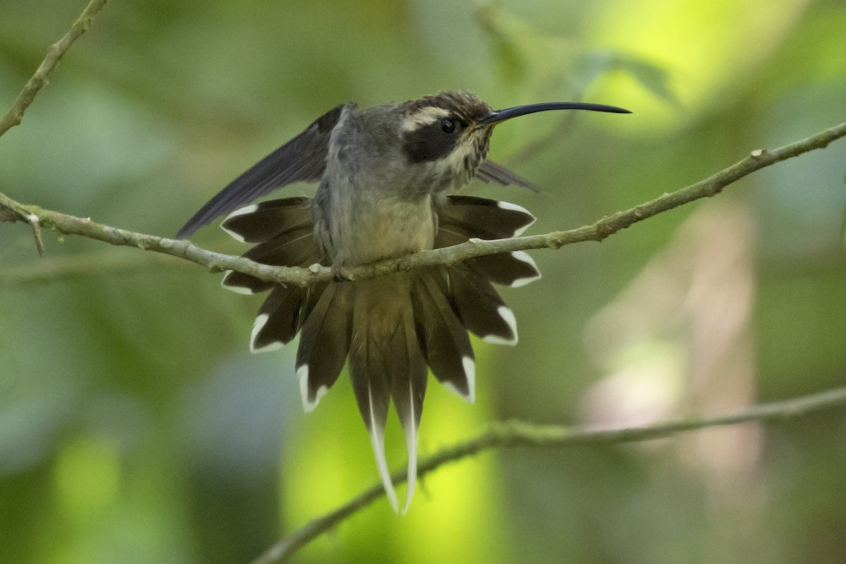 Scale-throated Hermit - ML134526731