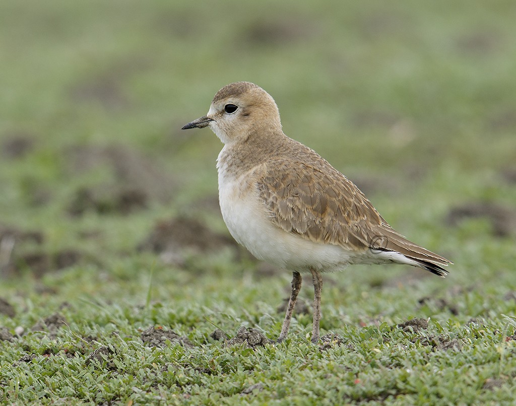 Mountain Plover - Gary Woods