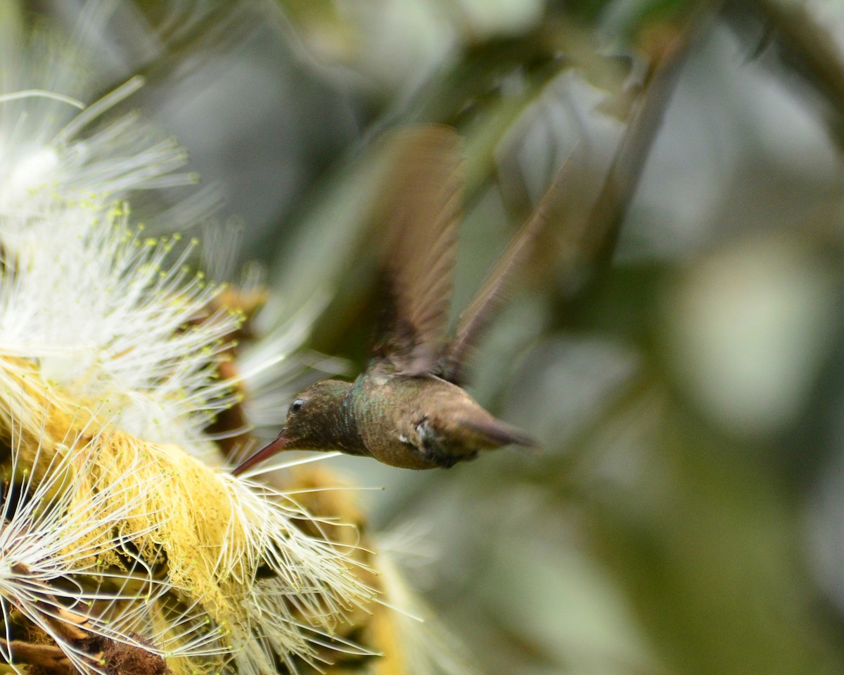 Green-bellied Hummingbird - ML134527701