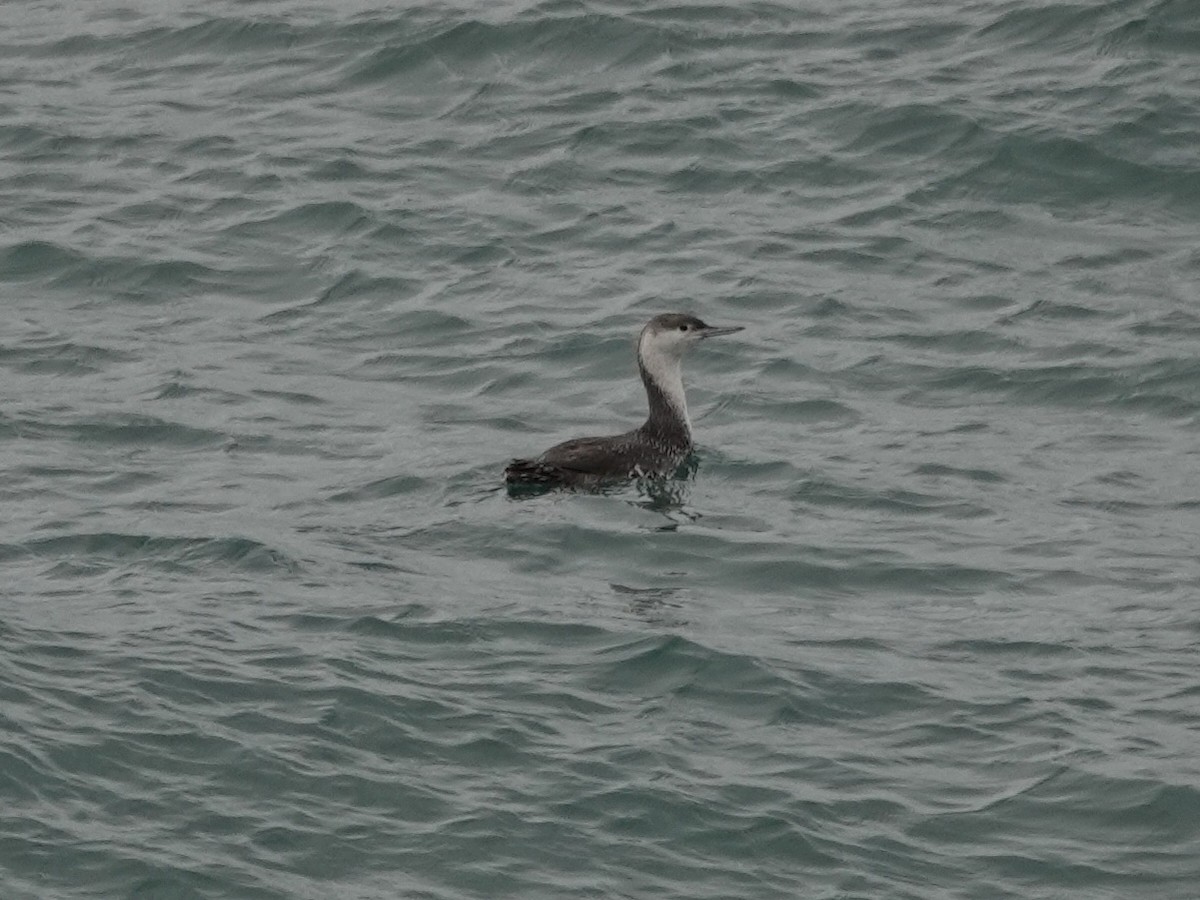 Red-throated Loon - ML134528861