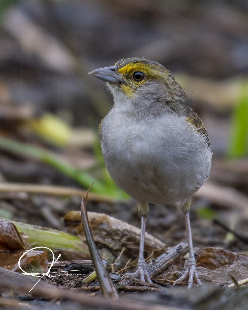 Yellow-browed Sparrow - ML134531571