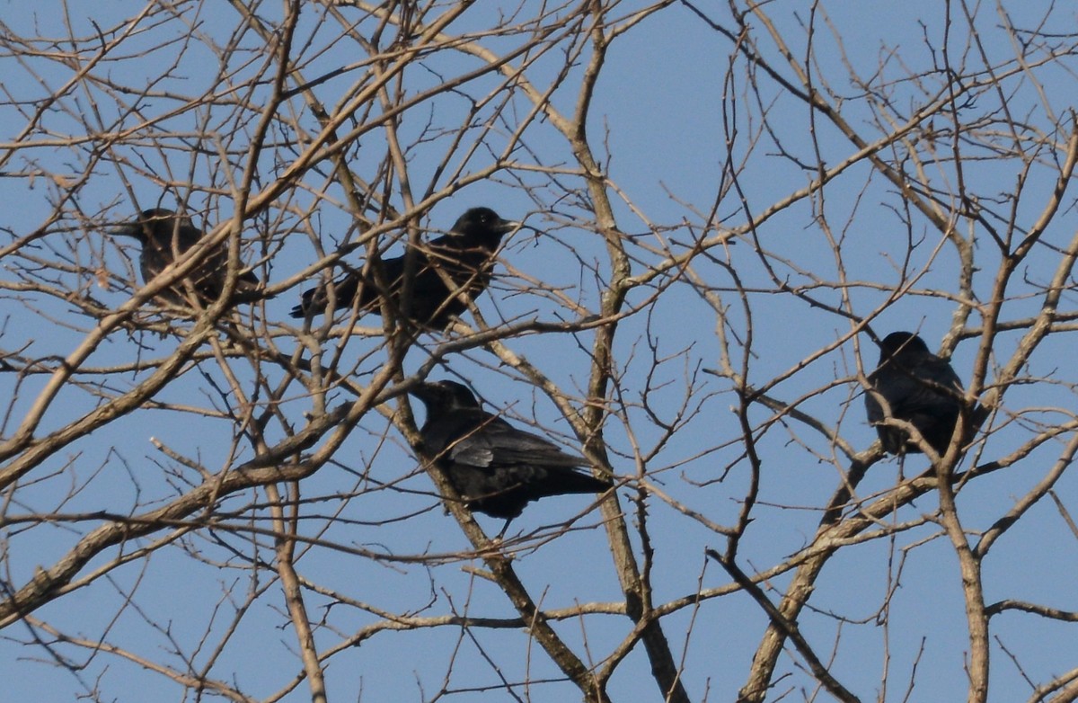 American Crow - ML134535361