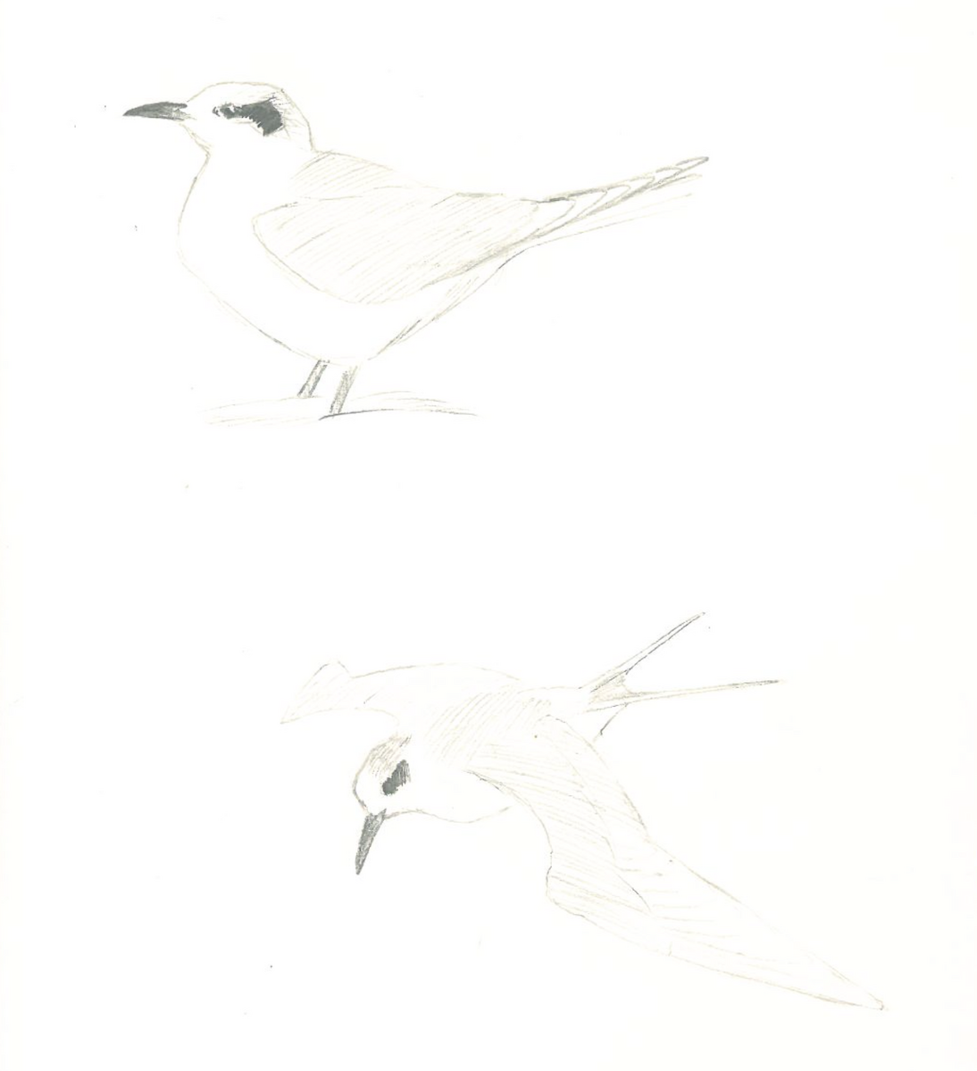 Forster's Tern - eric masterson