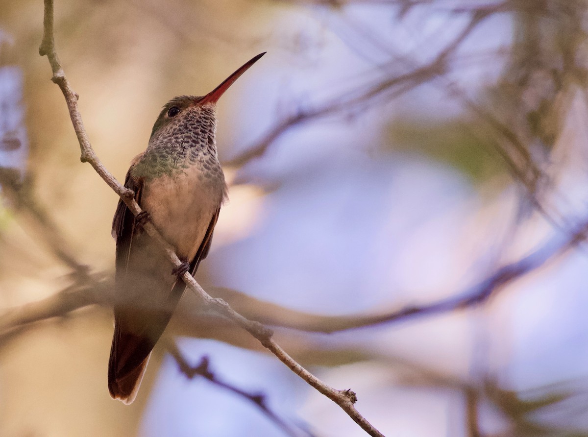 Buff-bellied Hummingbird (Northern) - Alex Wiebe
