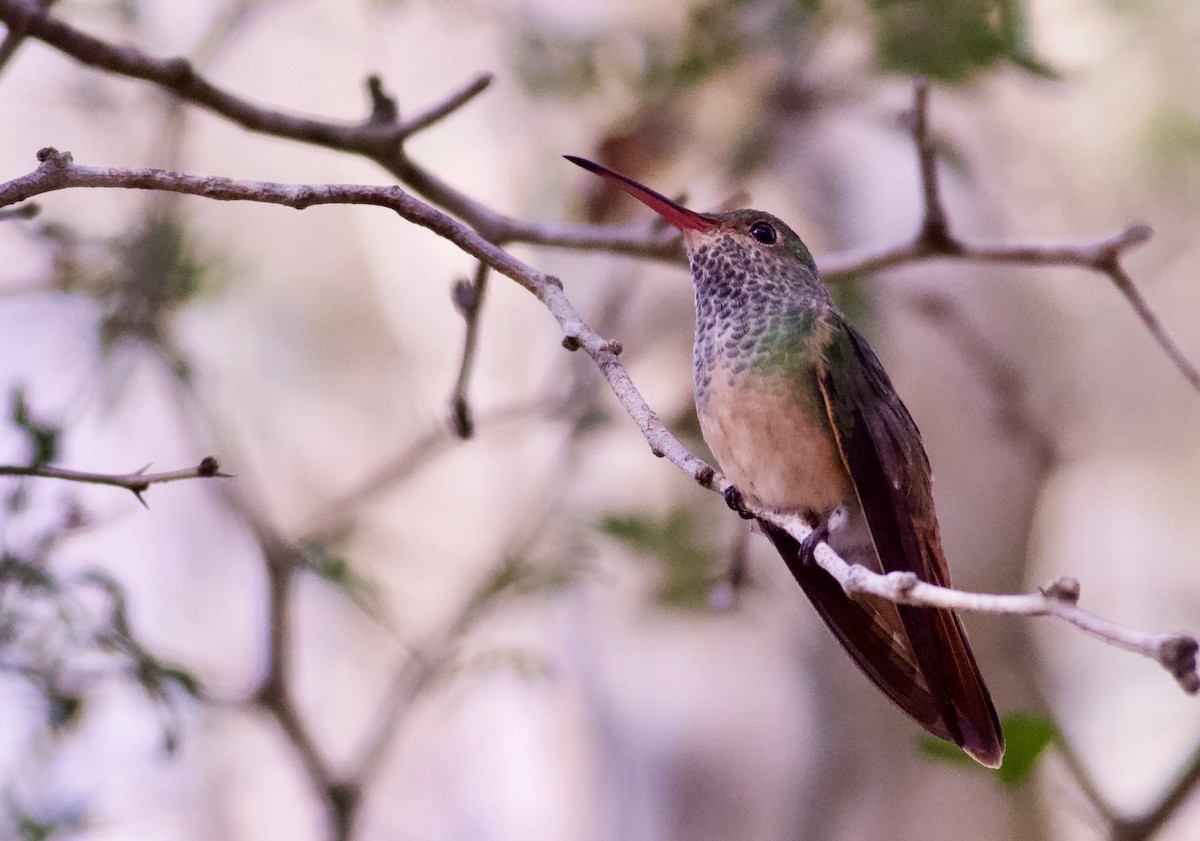 Buff-bellied Hummingbird (Northern) - Alex Wiebe