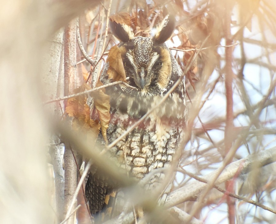 Long-eared Owl - ML134542461