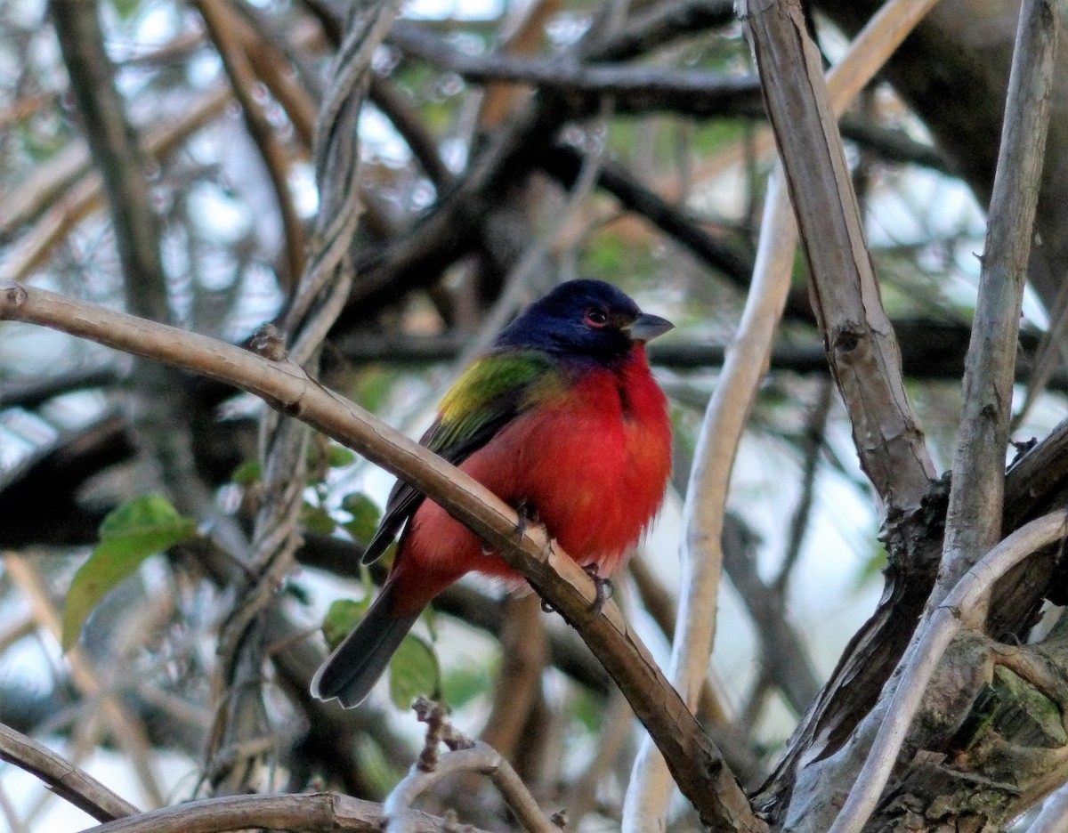 Painted Bunting - ML134543141