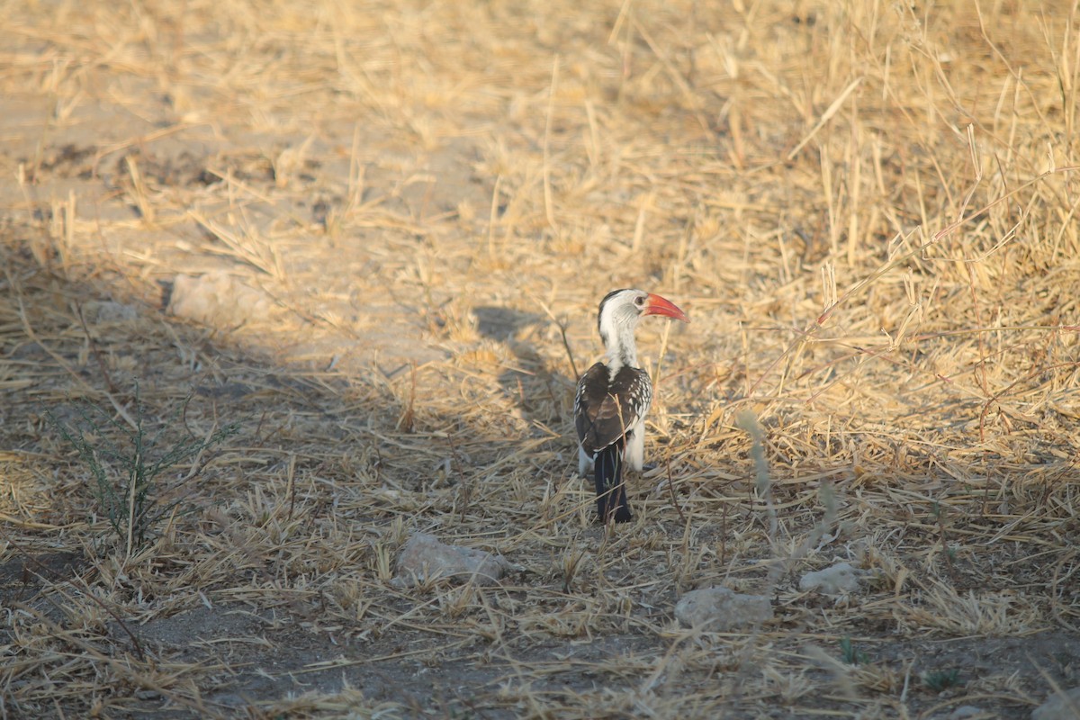 Northern Red-billed Hornbill - Willem van Zwetselaar