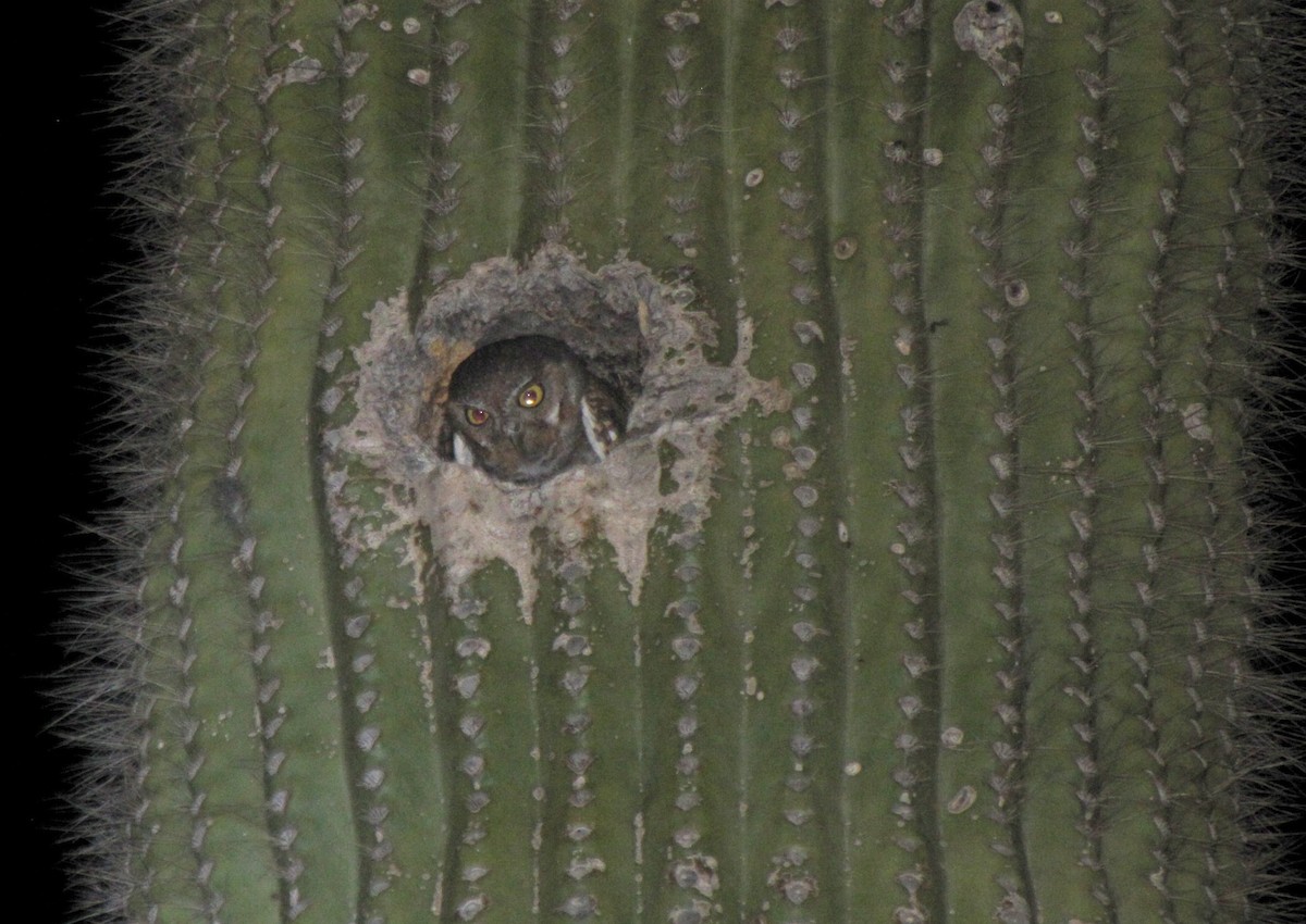Chevêchette des saguaros - ML134546091