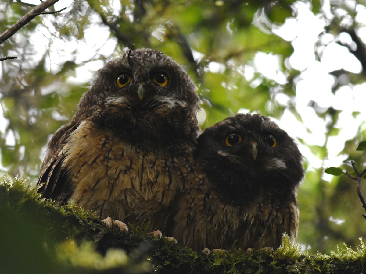 White-throated Screech-Owl - Alan Van Norman