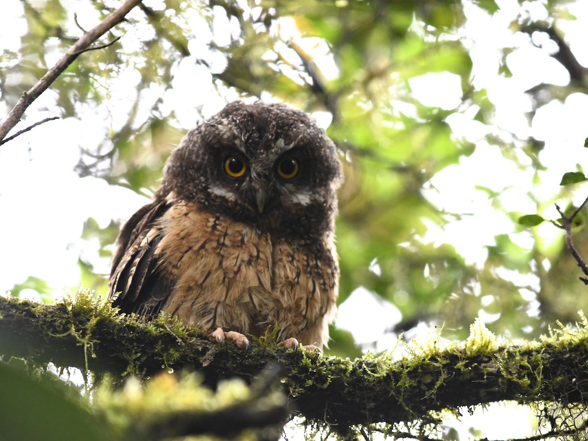 White-throated Screech-Owl - Alan Van Norman