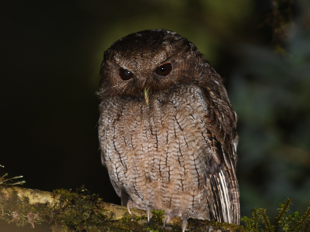 Rufescent Screech-Owl (Colombian) - Alan Van Norman