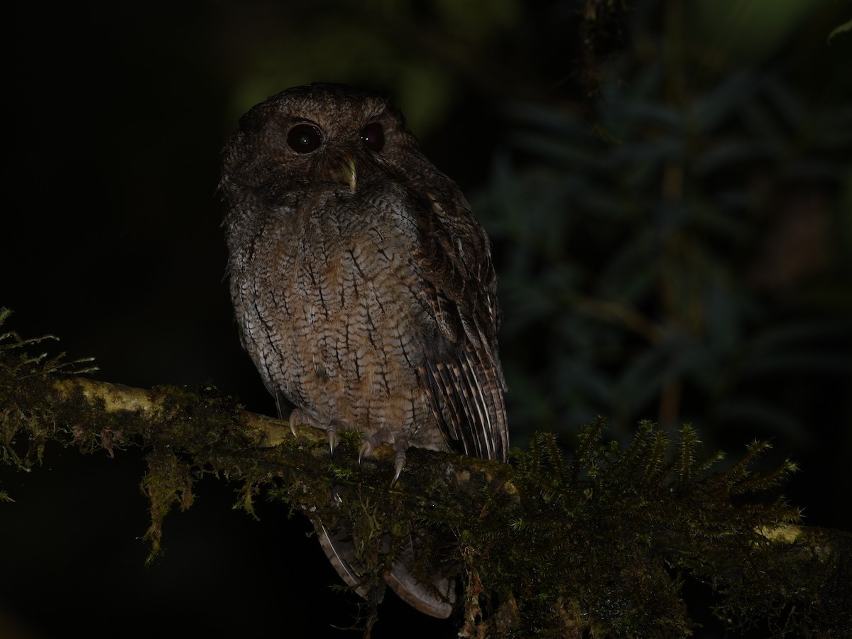 Rufescent Screech-Owl (Colombian) - ML134547281