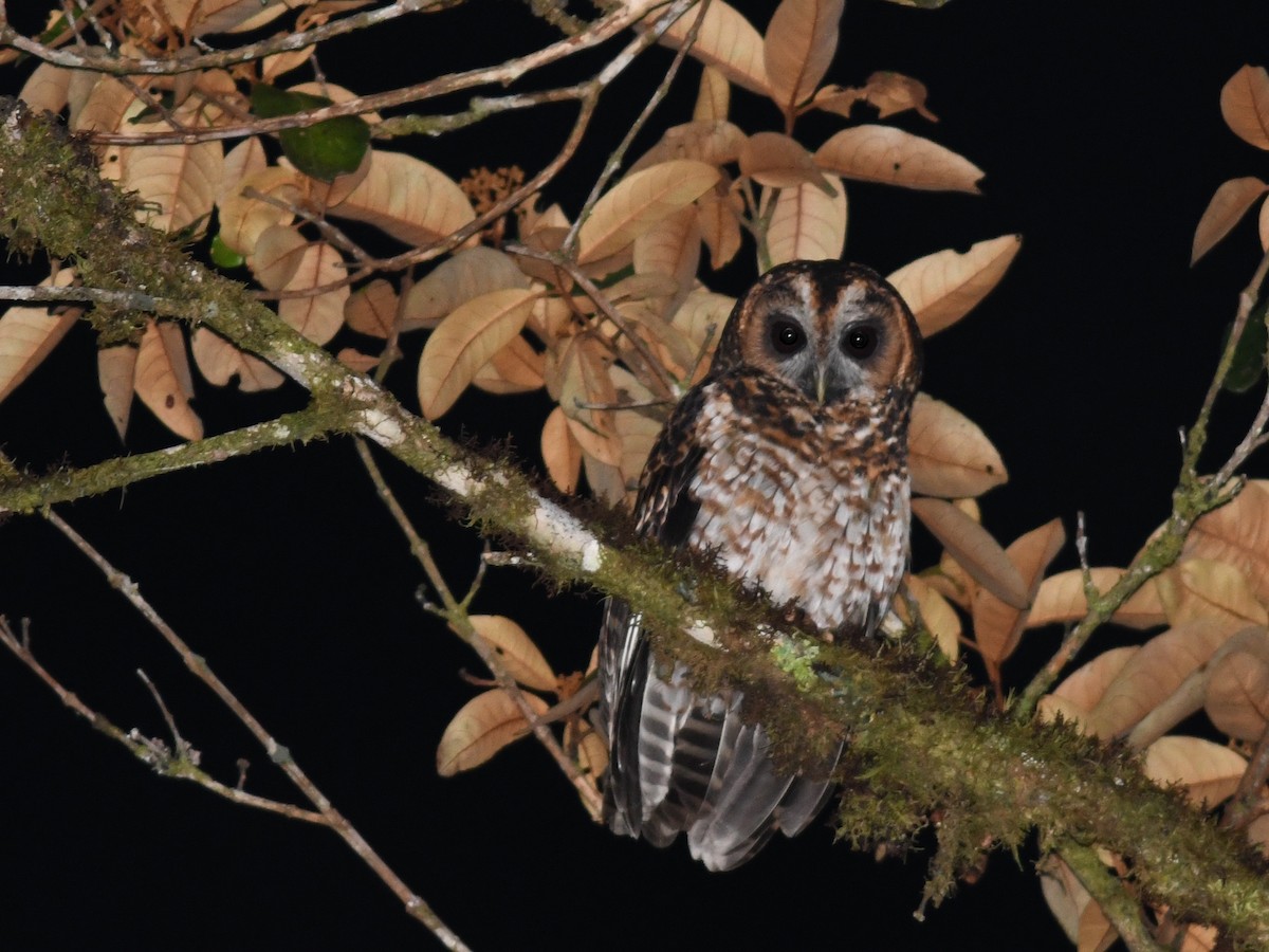 Rufous-banded Owl - Alan Van Norman