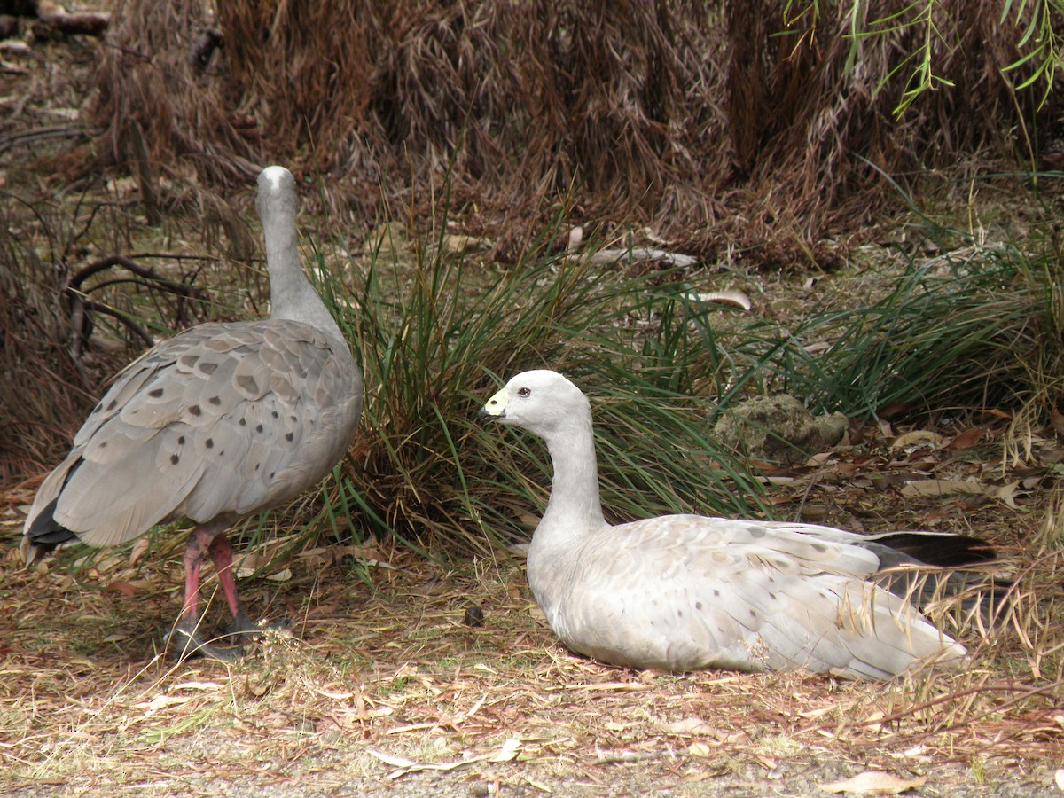 Cape Barren Goose - DS Ridley