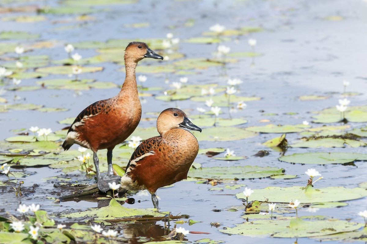 Wandering Whistling-Duck - Ged Tranter