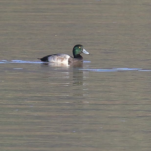 Greater Scaup - Keith Leland