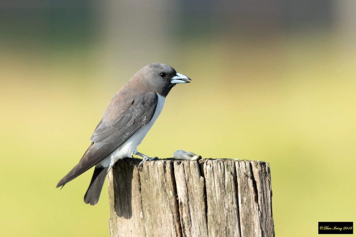 White-breasted Woodswallow - ML134553261