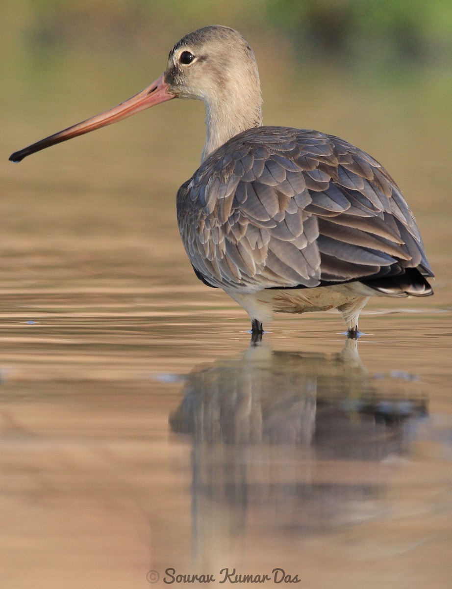 Black-tailed Godwit - Sourav Das