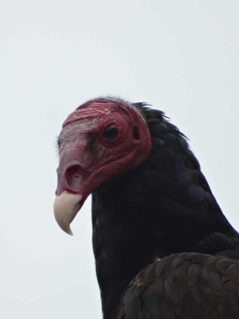 Turkey Vulture - ML134554461