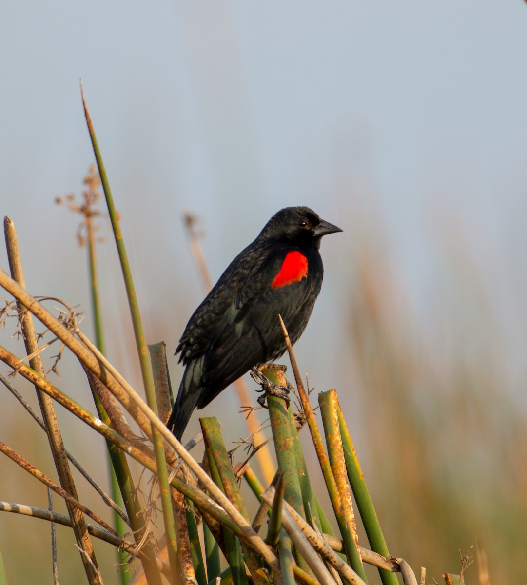 Red-winged Blackbird - Sherry Pratt
